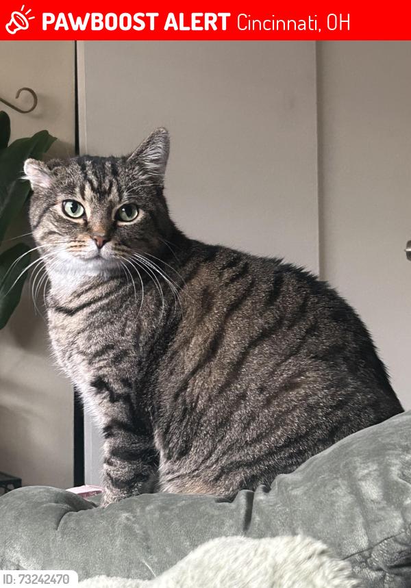 Lost Male Cat last seen Northside location, Cincinnati, OH 45223