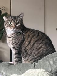 Lost Male Cat last seen Northside location, Cincinnati, OH 45223