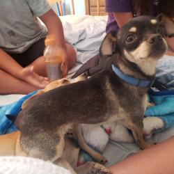 Lost Male Dog last seen Four hills community, last seen in the neighborhood, Albuquerque, NM 87123