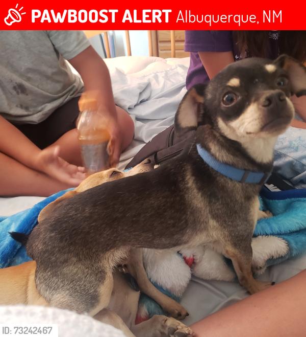 Lost Male Dog last seen Four hills community, last seen in the neighborhood, Albuquerque, NM 87123