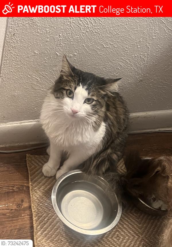 Lost Male Cat last seen Harvey mitchell, College Station, TX 77845