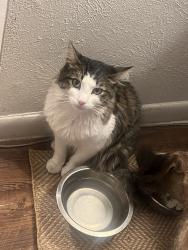 Lost Male Cat last seen Harvey mitchell, College Station, TX 77845