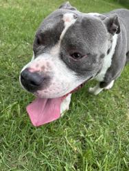 Found/Stray Male Dog last seen Blair, Jacksonville, FL 32221