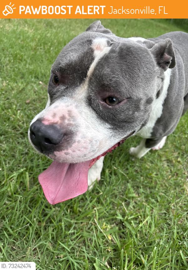 Found/Stray Male Dog last seen Blair, Jacksonville, FL 32221