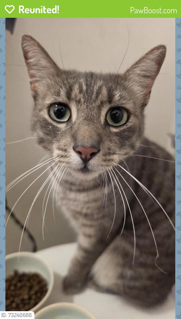 Reunited Unknown Cat last seen Clarence Dr, Vista, CA 92084, USA, Vista, CA 92084