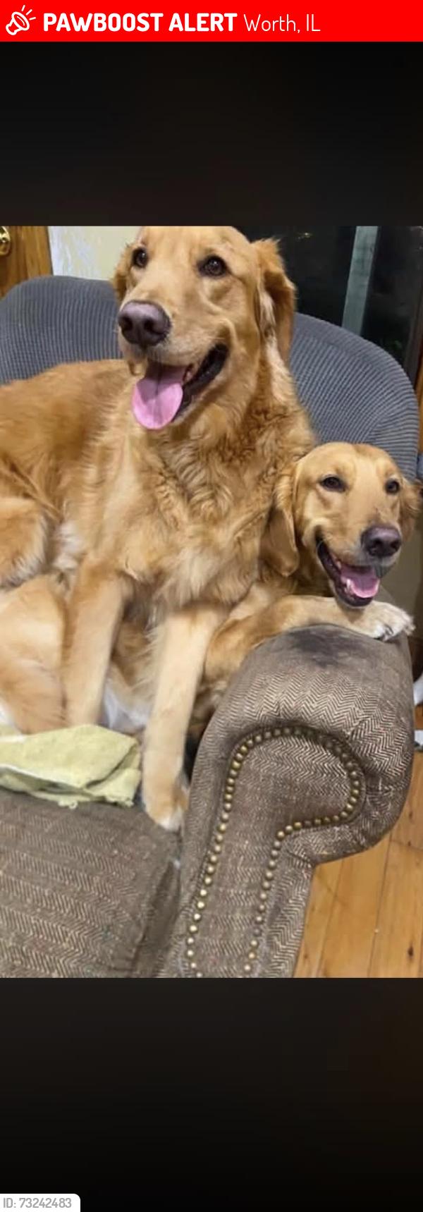 Lost Male Dog last seen Harlem, Worth, IL 60482