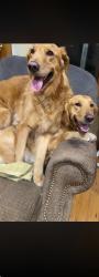 Lost Male Dog last seen Harlem, Worth, IL 60482