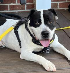 Shelter Stray Male Dog last seen CHARLOTTE, 8315 Byrum Dr, Charlotte, NC 28217, USA