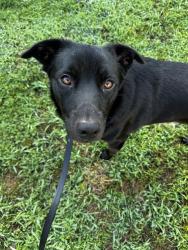Shelter Stray Male Dog last seen CHARLOTTE, 8315 Byrum Dr, Charlotte, NC 28217, USA