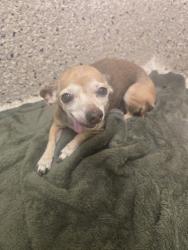 Shelter Stray Female Dog last seen Near BLOCK DAKIN ST, 12155 Park Blvd, Brighton, CO 80601, USA
