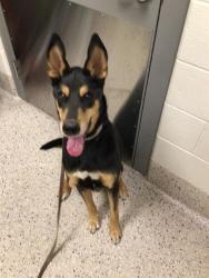 Shelter Stray Male Dog last seen Near BLOCK TEJON ST, 12155 Park Blvd, Brighton, CO 80601, USA