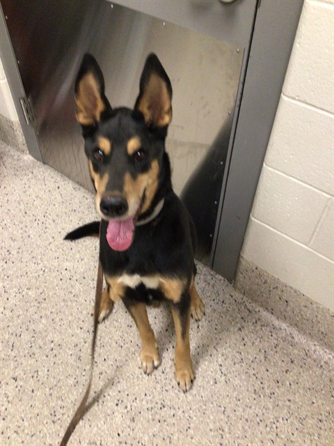 Shelter Stray Male Dog last seen Near BLOCK TEJON ST, 12155 Park Blvd, Brighton, CO 80601, USA