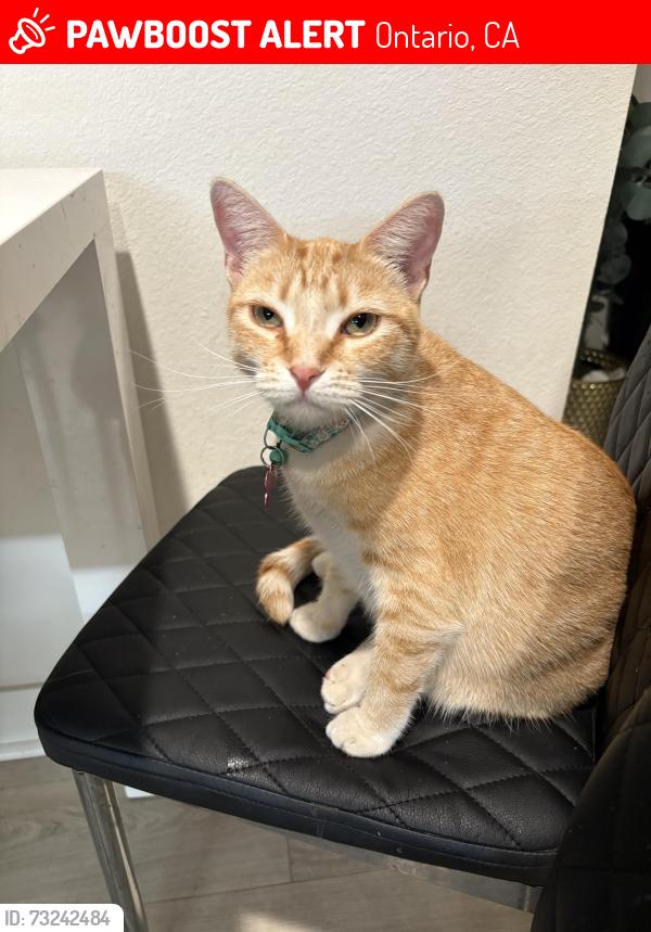 Lost Female Cat last seen Ontario ranch & mill creek, Ontario, CA 91761