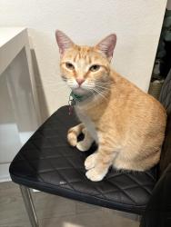 Lost Female Cat last seen Ontario ranch & mill creek, Ontario, CA 91761