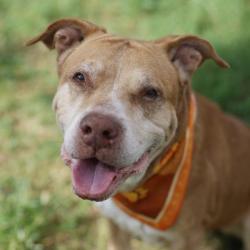 Shelter Stray Male Dog last seen Near BLOCK CIELO RANCH, 4710 TX-151, San Antonio, TX 78227, USA