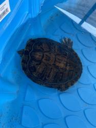 Found/Stray Unknown Reptile last seen Eucalyptus ave and randall ave, Colton, CA 92324