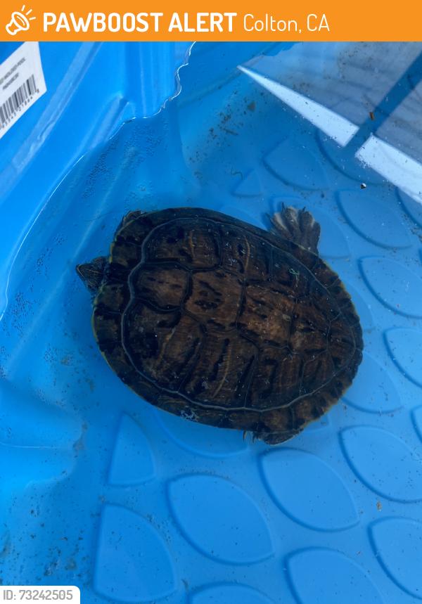 Found/Stray Unknown Reptile last seen Eucalyptus ave and randall ave, Colton, CA 92324