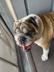 Found/Stray Male Dog last seen 8th and Cherry, Long Beach, CA 90813