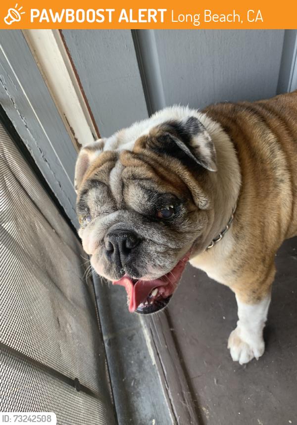 Found/Stray Male Dog last seen 8th and Cherry, Long Beach, CA 90813