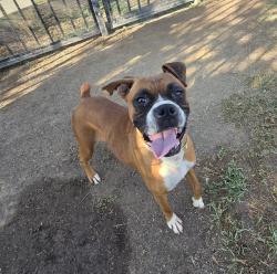 Shelter Stray Female Dog last seen Near BLOCK HASTINGS BLVD, JURUPA VALLEY CA 92509, 6851 Van Buren Boulevard, Jurupa Valley, CA 92509, USA