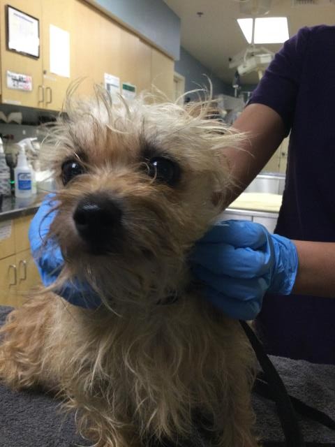 Shelter Stray Male Dog last seen Near BLOCK CYPRESS AVE, RIVERSIDE CA 92503, 6851 Van Buren Boulevard, Jurupa Valley, CA 92509, USA