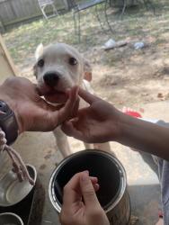 Found/Stray Male Dog last seen Butterfly dr 38133, Memphis, TN 38016