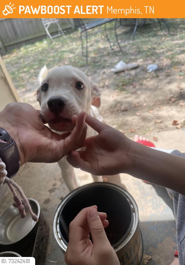 Found/Stray Male Dog last seen Butterfly dr 38133, Memphis, TN 38016