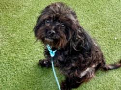 Shelter Stray Male Dog last seen , 11361 W Pico Blvd, Los Angeles, CA 90064, USA