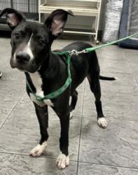 Shelter Stray Male Dog last seen , 11361 W Pico Blvd, Los Angeles, CA 90064, USA