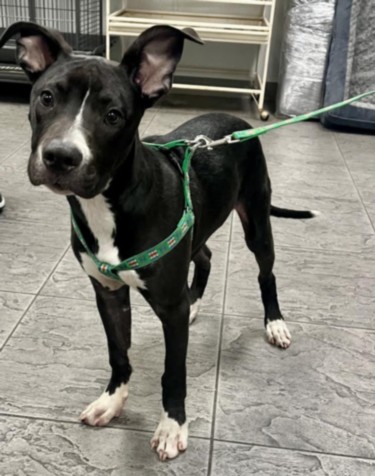 Shelter Stray Male Dog last seen , 11361 W Pico Blvd, Los Angeles, CA 90064, USA