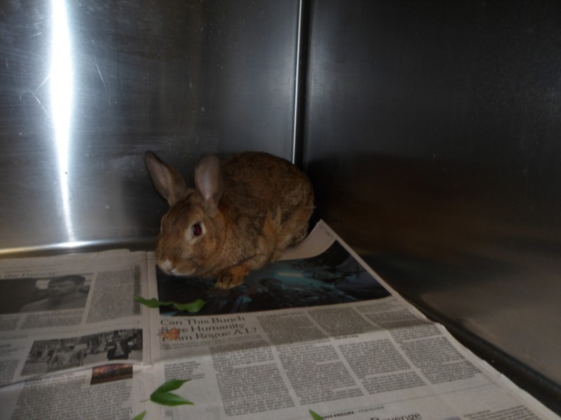 Shelter Stray Male Other last seen , 11361 W Pico Blvd, Los Angeles, CA 90064, USA