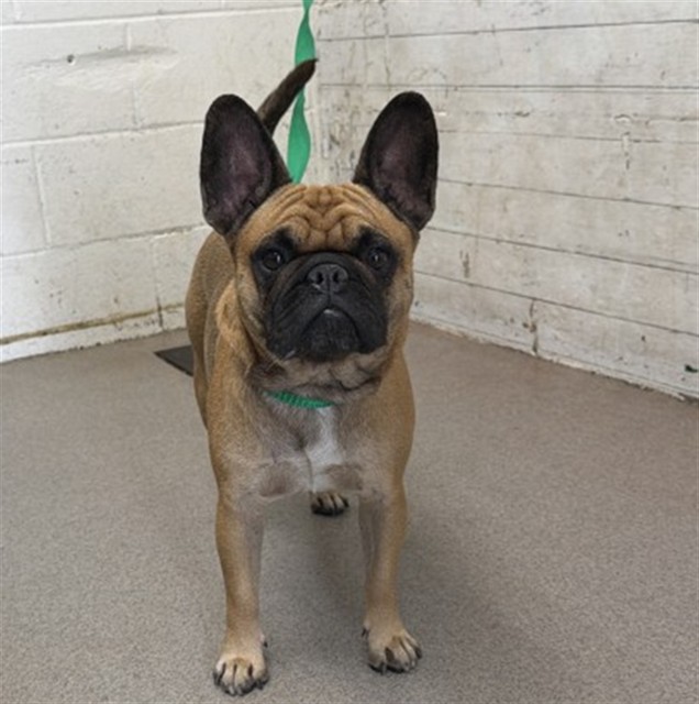 Shelter Stray Male Dog last seen DEL ROSA AND DATE, 333 Chandler Pl, San Bernardino, CA 92408, USA