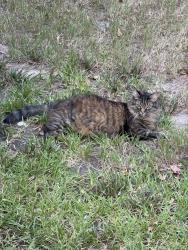 Lost Female Cat last seen Pepper Ridge Ln & Bellchase Dr, Spring, TX 77373