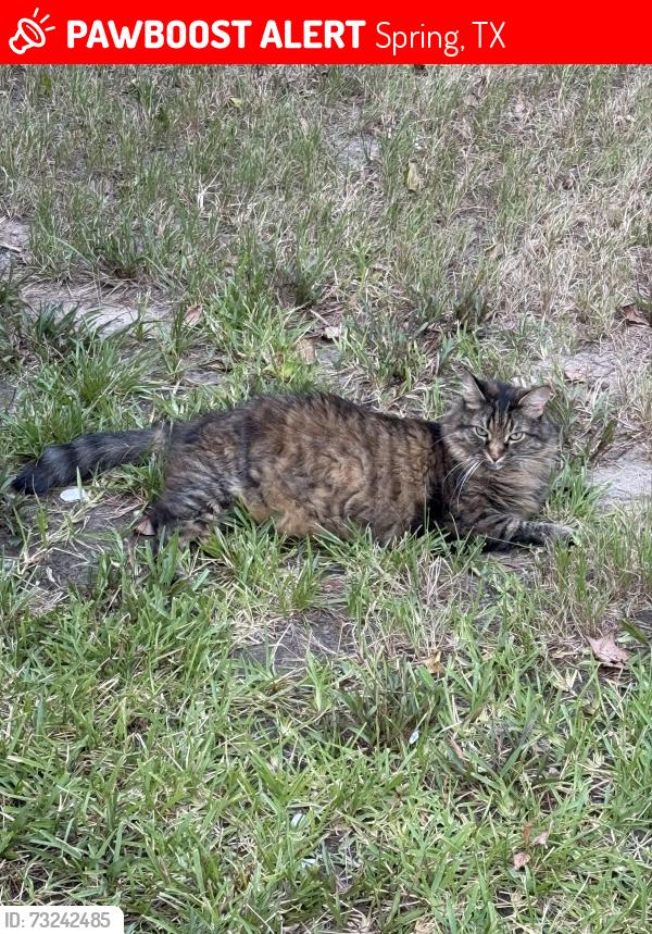 Lost Female Cat last seen Pepper Ridge Ln & Bellchase Dr, Spring, TX 77373