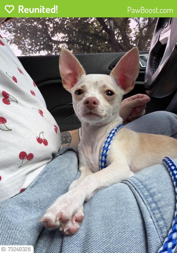 Reunited Female Dog last seen Las Colinas, Dallas, TX 75219