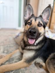 Reunited Female Dog last seen Near Bayberry Ct, Clayton, NC 27520, USA, Clayton, NC 27520