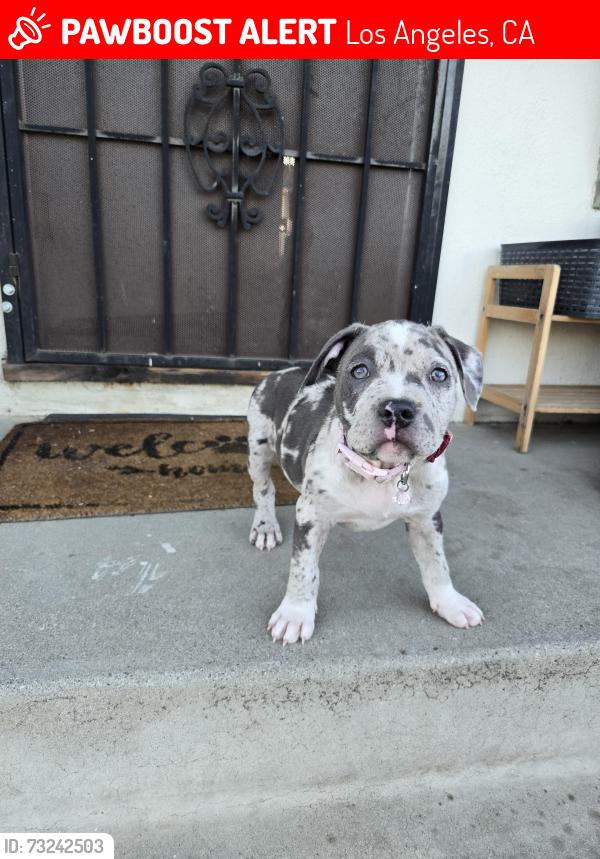 Lost Female Dog last seen Near Allegheny st, Los Angeles, CA 91352