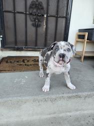 Lost Female Dog last seen Near Allegheny st, Los Angeles, CA 91352