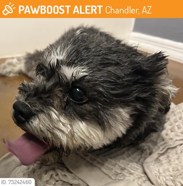 Found/Stray Unknown Dog last seen Kyrene and 202, Chandler, AZ 85226