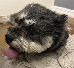 Found/Stray Unknown Dog last seen Kyrene and 202, Chandler, AZ 85226
