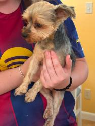 Reunited Female Dog last seen The Gate cndmniums, Tamarac, FL 33319
