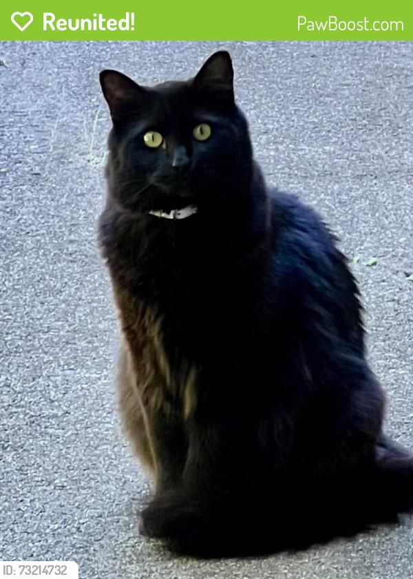 Reunited Unknown Cat last seen 125th/128th Ave SE and SE 53rd St, Bellevue, WA 98006