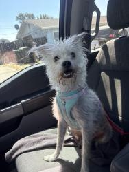 Reunited Female Dog last seen Travis blvd, Fairfield, CA 94533