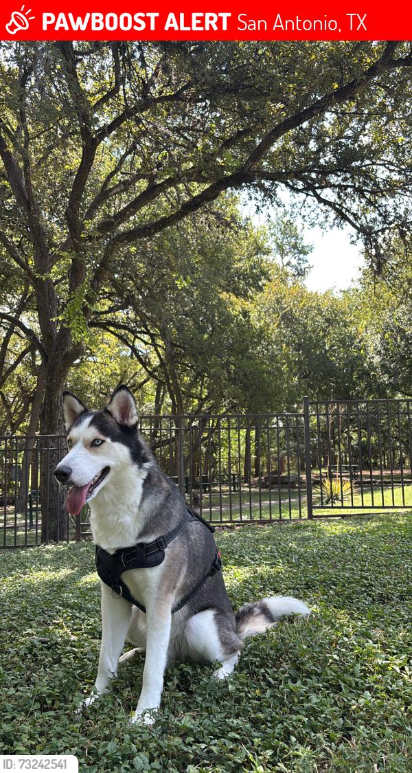 Lost Male Dog last seen Maxwell s, San Antonio, TX 78230