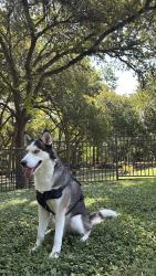 Lost Male Dog last seen Maxwell s, San Antonio, TX 78230