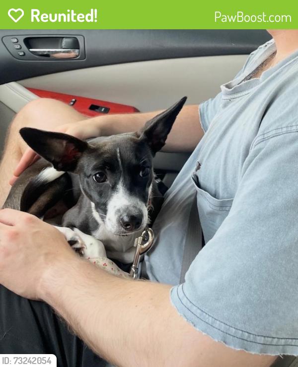 Reunited Female Dog last seen Near Paces Ferry W, Atlanta, GA 30339, USA, Atlanta, GA 30339