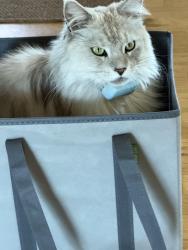 Lost Female Cat last seen Rastovich, Bend, OR 97702
