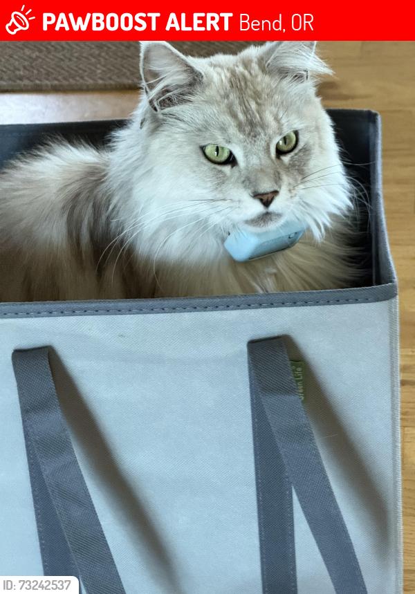 Lost Female Cat last seen Rastovich, Bend, OR 97702