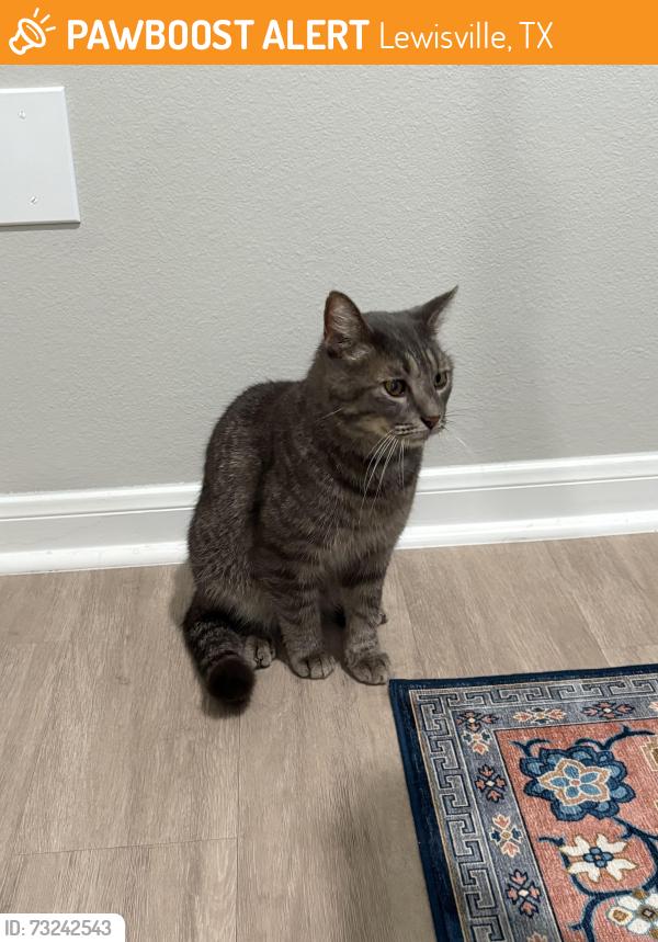 Found/Stray Male Cat last seen The pointe at vista ridge apmt complex, Lewisville, TX 75067