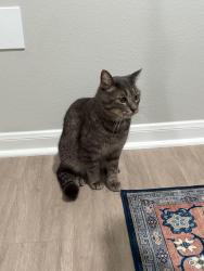 Found/Stray Male Cat last seen The pointe at vista ridge apmt complex, Lewisville, TX 75067